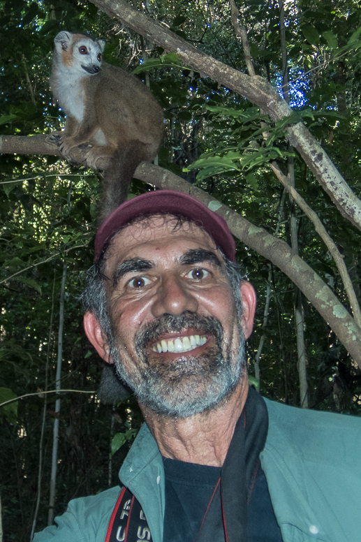 brown lemur